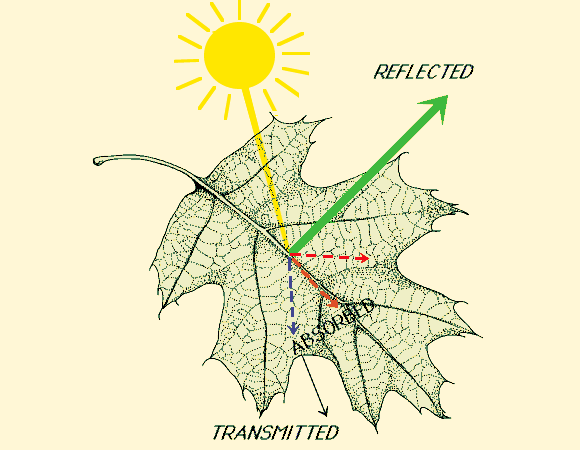 leaf reflaction